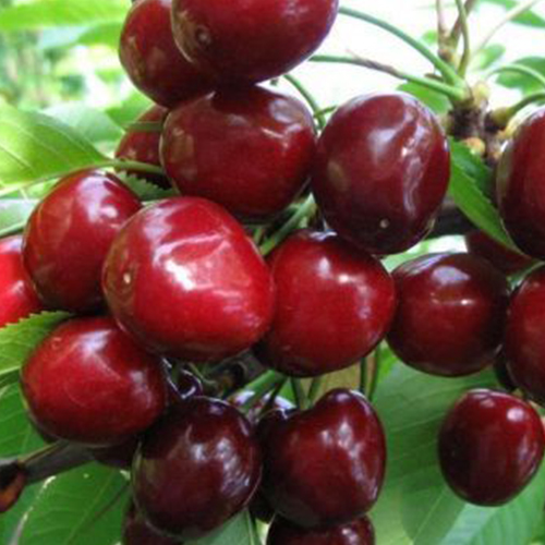 Черешня Аннушка