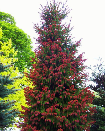 Ель обыкновенная Круента (Picea abies Cruenta)