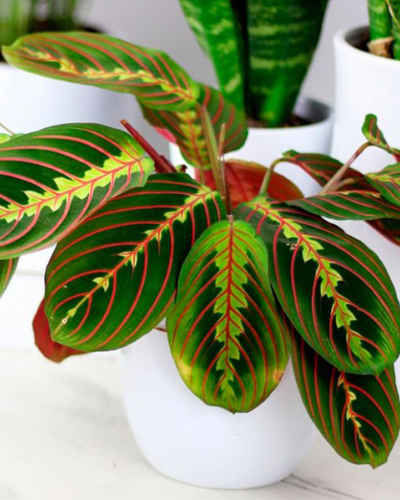 Маранта леуконера (Maranta leuconeura)