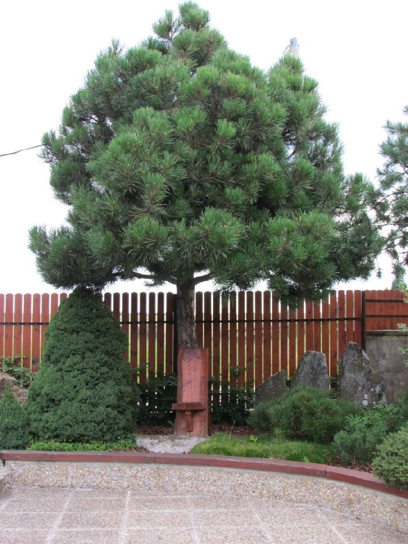 Pinus pallasiana