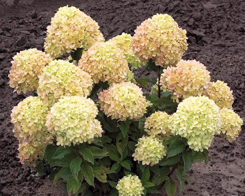 Гортензия метельчатая Литтл Лайм (Hydrangea paniculata Little Lime)