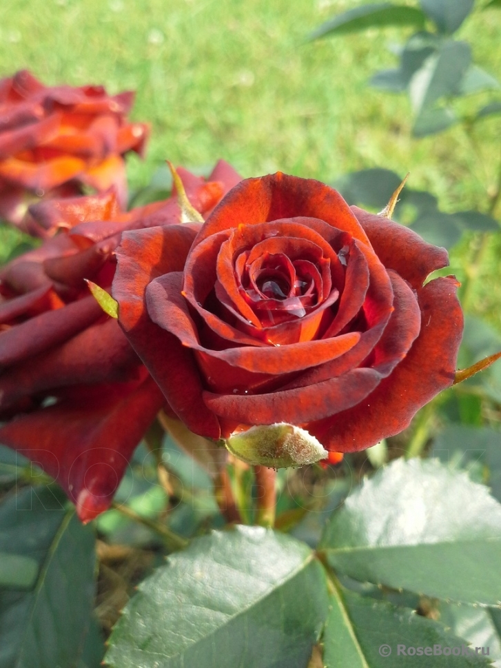 роза Браун Шугар