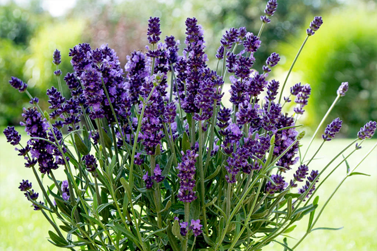 Лаванда узколистная Эрли Блю