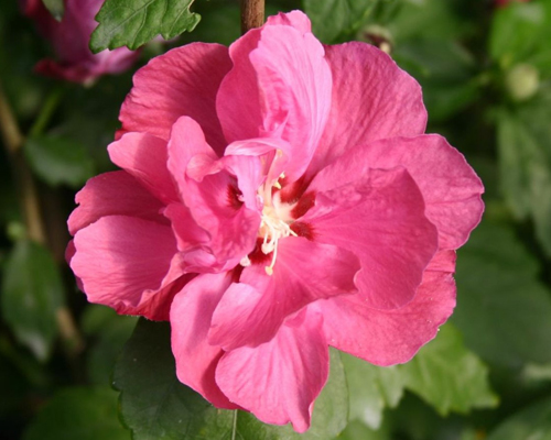 Гибискус сирийский Дюк де Брабант (Hibiscus syriacus Duc de Brabant)