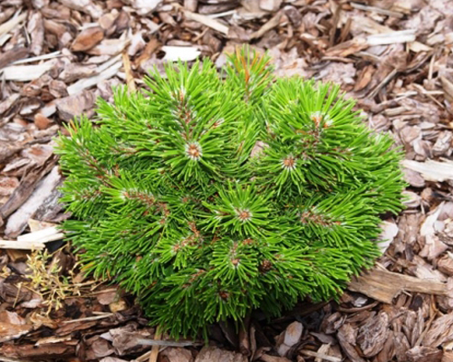 Сосна горная Офенпасс (Pinus mugo Ofenpass)