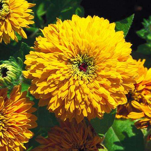 Рудбекия махровая Майя