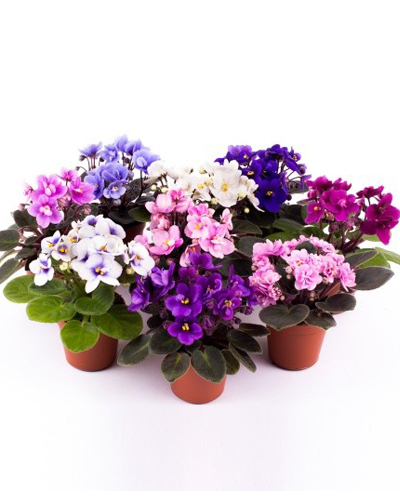 Сенполия (Фиалка) микс (Saintpaulia Special)