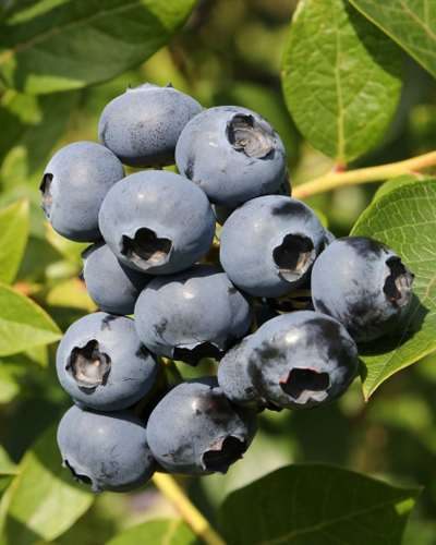 Голубика высокорослая Дарроу (Vaccinium corymbosum Darrow) Голубика высокорослая Дарроу (Vaccinium corymbosum Darrow)