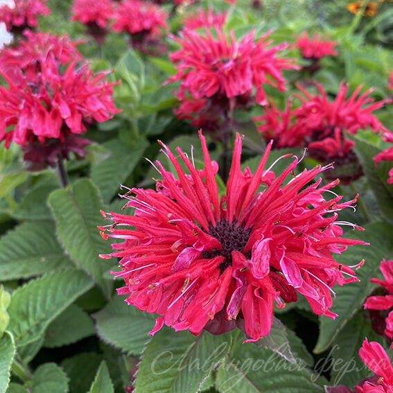 Монарда Би Мерри (Bee Merry)