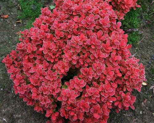 Барбарис тунберга Руби Стар (Berberis thunbergii Ruby Star)