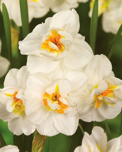 Нарцисс Poetaz Sir Winston Churchill