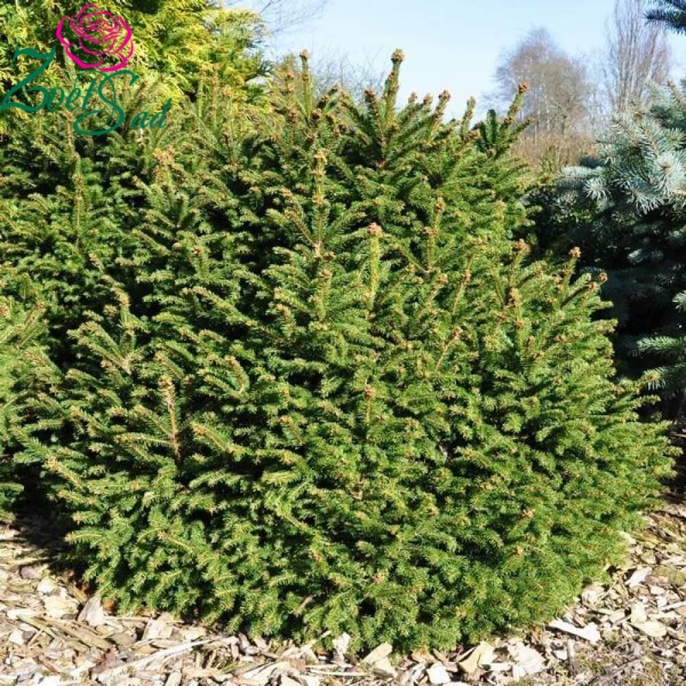 Ель обыкновенная Барри (Picea abies Barryi)