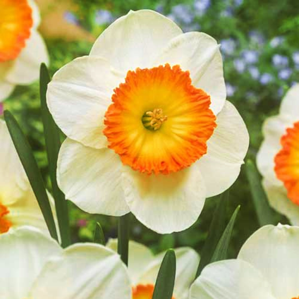 Нарцисс Single Velasquez