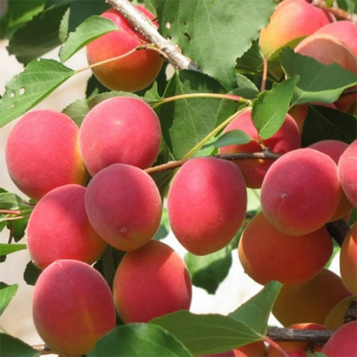 Абрикос Саратовский Рубин