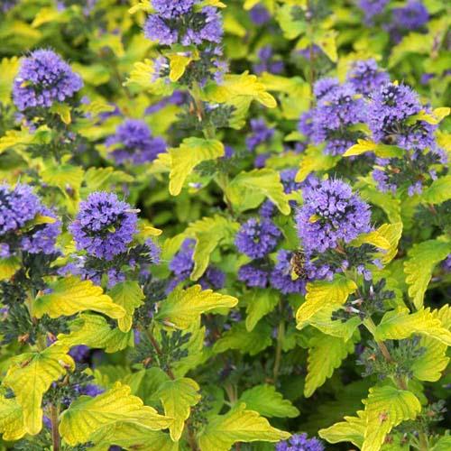 Кариоптерис кладонский Хинт оф Голд