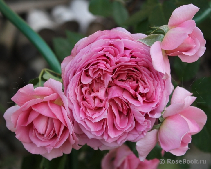 роза Французское Платье (Robe a la francaise)