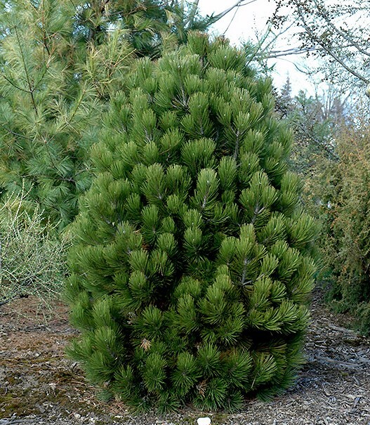 Pinus leucodermis Den Ouden Pinus leucodermis Den Ouden