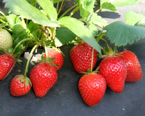 Клубника Фурор