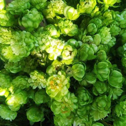 роза Вайлд Эклер