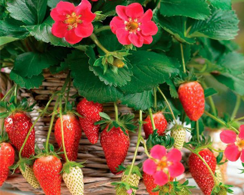 Клубника Тоскана