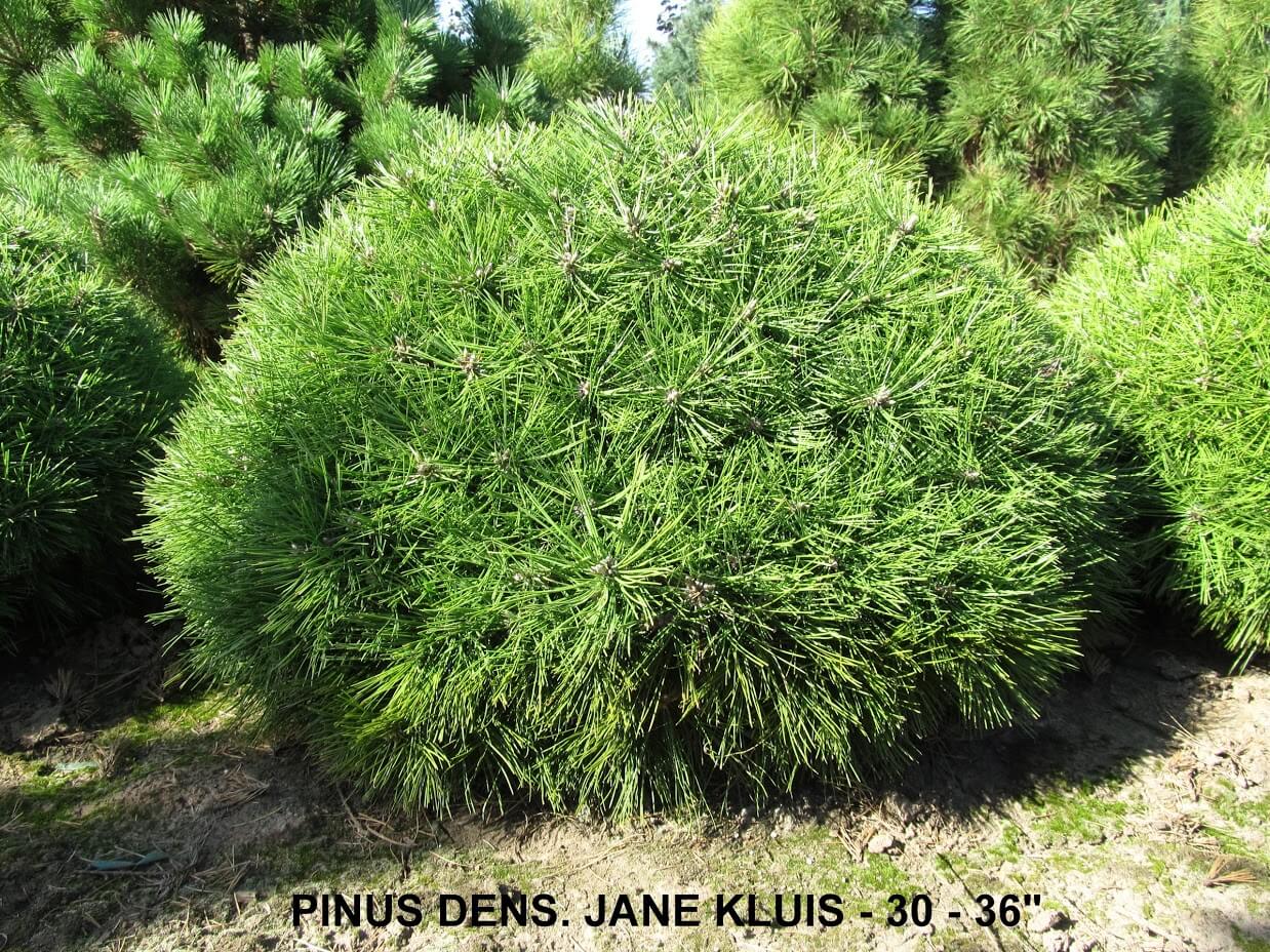 Сосна густоцветковая Джейн Клуис (Pinus densiflora Jane Kluis)