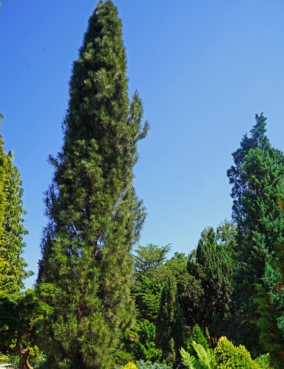 Сосна черная Молетте (Pinus nigra Molette)