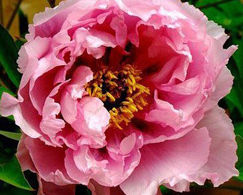 Пион древовидный Розовый Лотос (Paeonia suffruticosa Rou fu rong) Пион древовидный Розовый Лотос (Paeonia suffruticosa Rou fu rong)