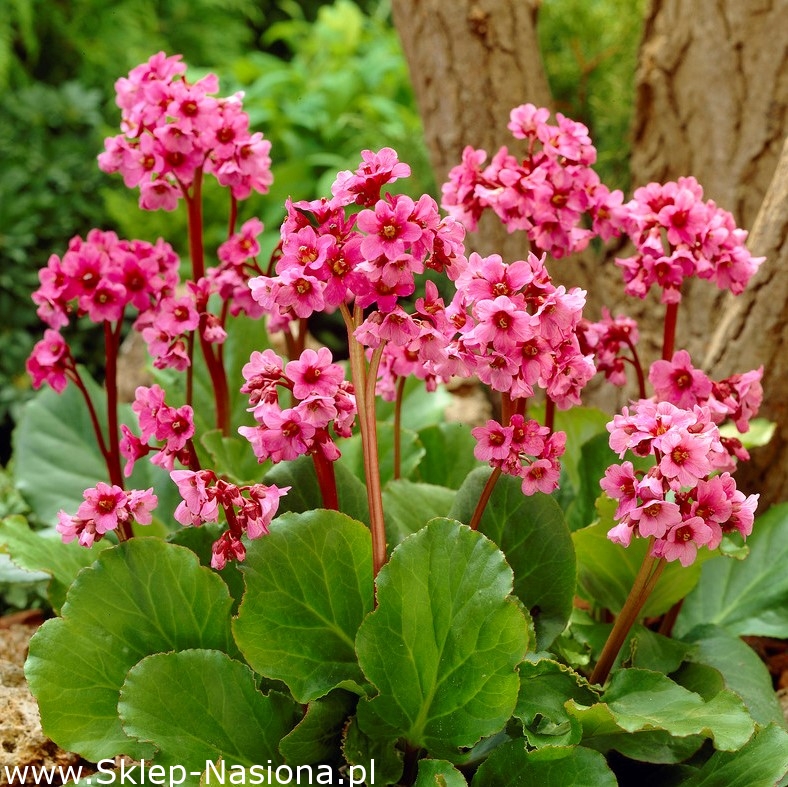 Bergenia cordifolia Shoeshine Rose