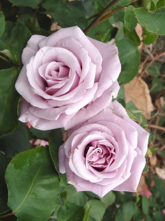 роза Сильвер Грей