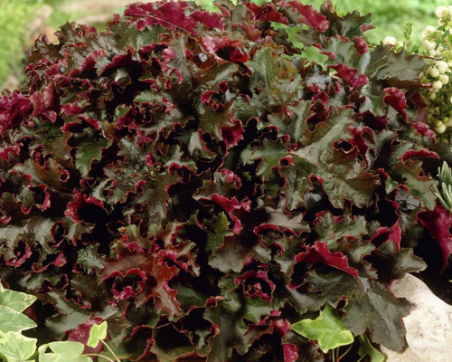 Гейхера Шоколад Раффлз (Heuchera Chocolate Ruffles)