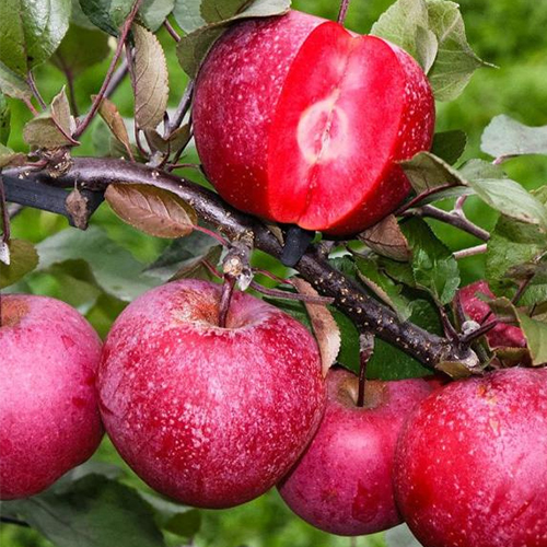 Яблоня Джеромини