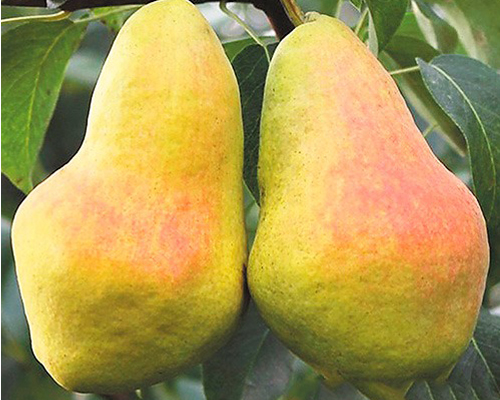 АбФет АбФет