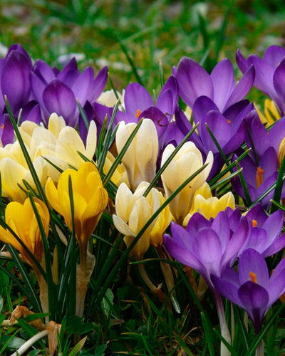Крокус large flowering МИКС