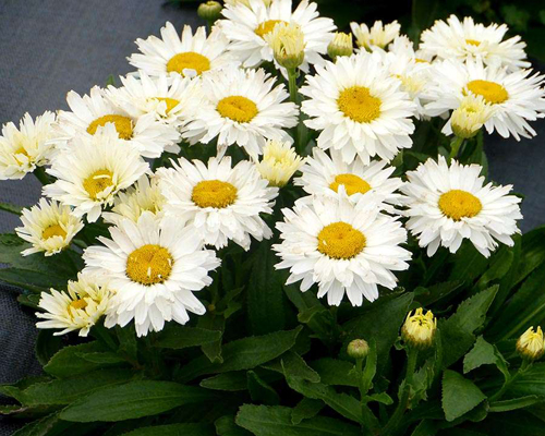 Нивяник Мадонна (Leucanthemum superbum Madonna)