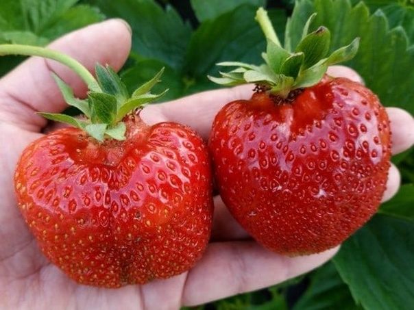 Клубника Лия Сахарная