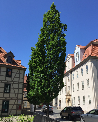 Дуб черешчатый Фастигиата (Quercus robur Fastigiata)