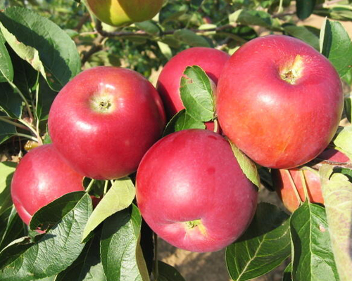 Яблоня Джулия