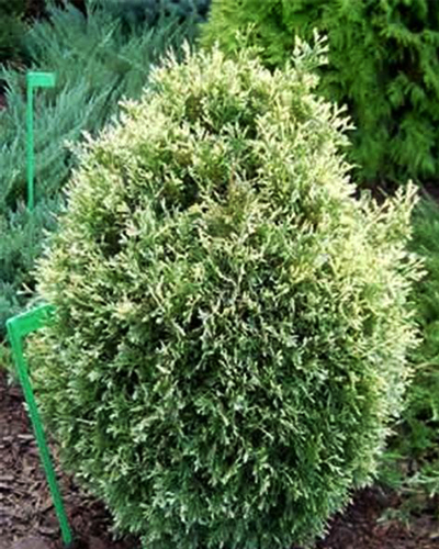 Туя западная Вайт Смарагд (Thuja occidentalis White Smaragd)
