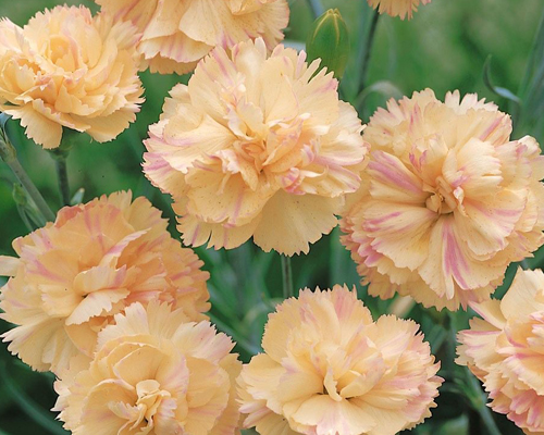 Гвоздика перистая Девон Крим (Dianthus plumarius Devon Cream)