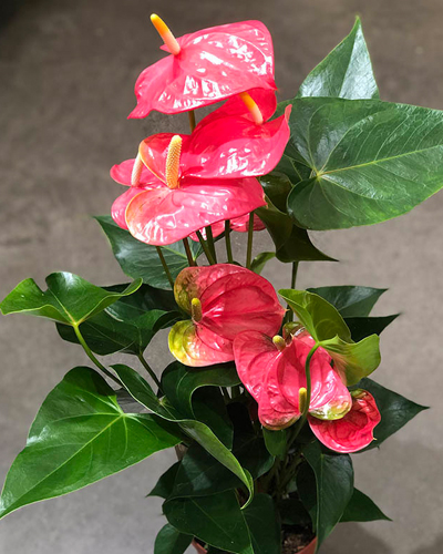 Антуриум андре Колорадо (Anthurium аndreanum Colorado)