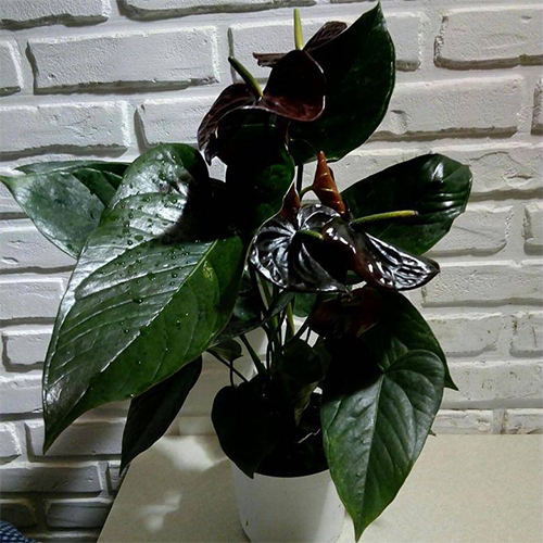 Антуриум в ассортименте