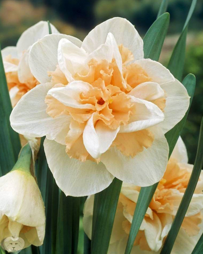 Нарцисс Double Delnashaugh