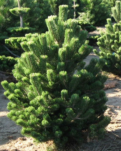 Сосна черная Орегон Грин (Pinus nigra Oregon Green)