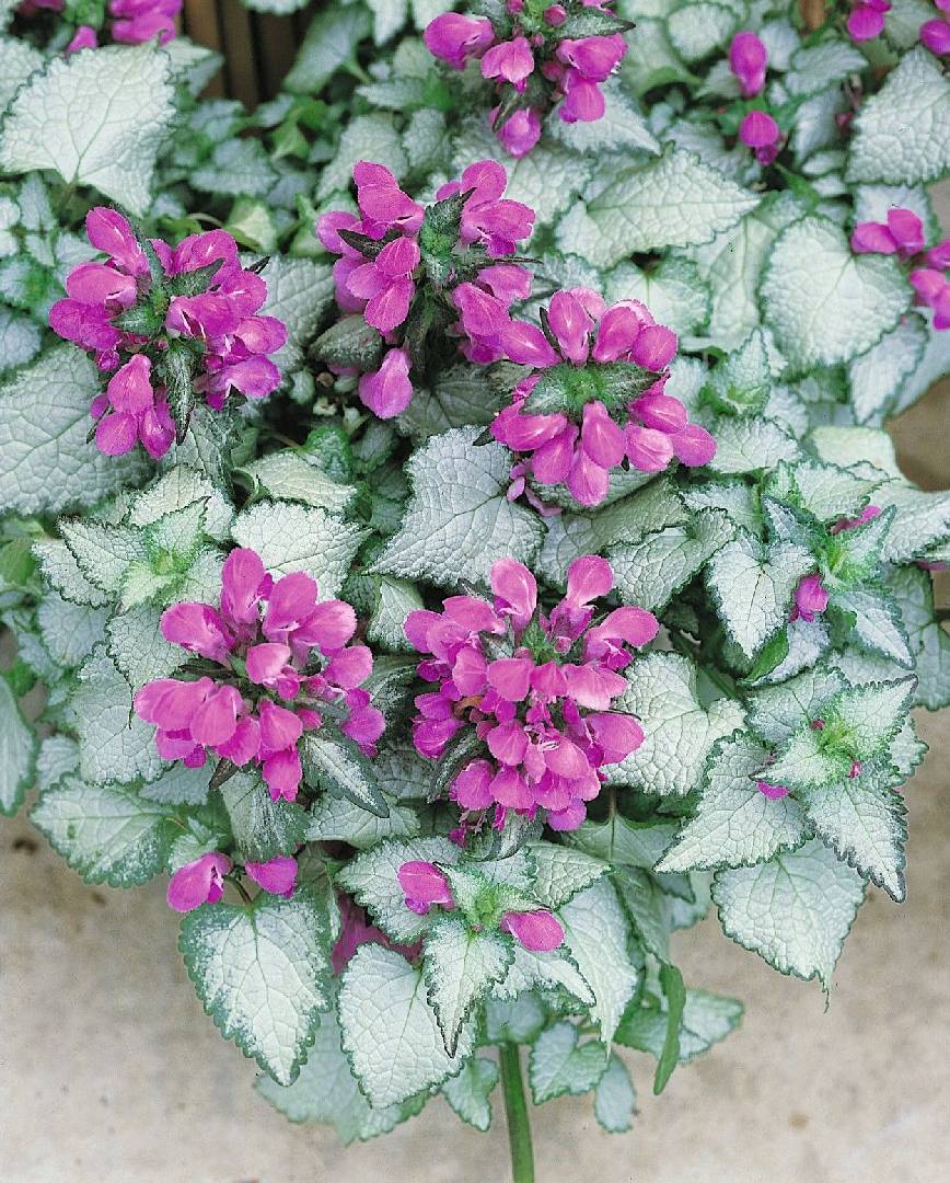 Lamium maculatum Purple Dragon