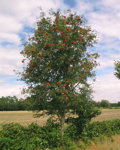 Рябина обыкновенная Аспленифолия (Sorbus aucuparia Aspleniifolia)