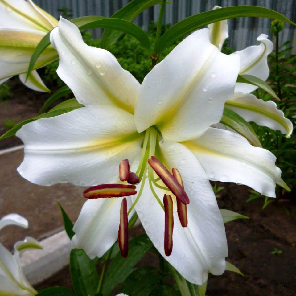 Лилия Cocossa