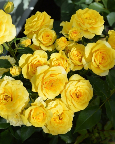 роза Сан Сити (Sun City)