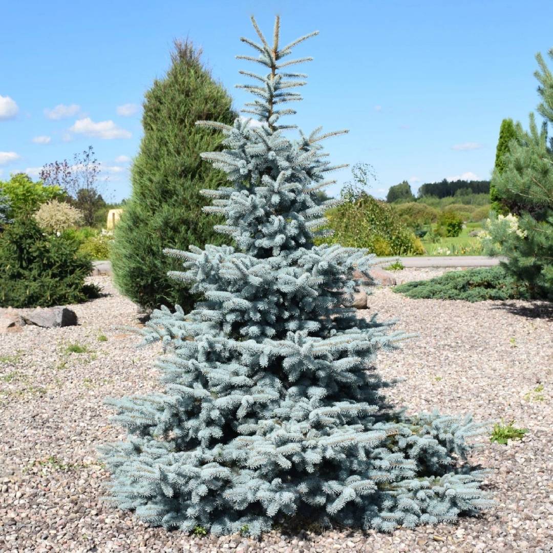 Ель колючая Эрих Фрам (Picea pungens Erich Frahm)