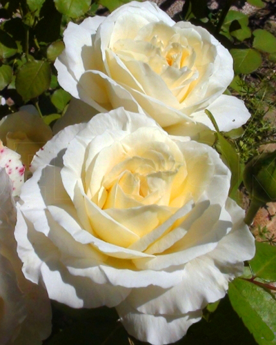 роза Ла Перла (La Perla)