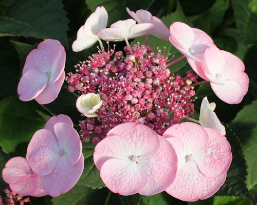 Гортензия крупнолистная Дольче Джипси (Hydrangea Macrophylla Dolce Gipsy) Гортензия крупнолистная Дольче Джипси (Hydrangea Macrophylla Dolce Gipsy)